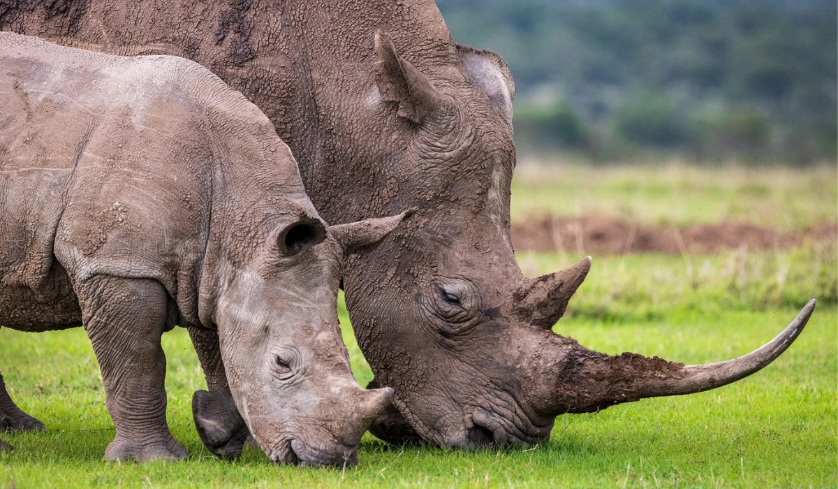 Why You Should Visit The Two Most Precious Rhinos In 2024   Most Precious Rhinos In 2024 