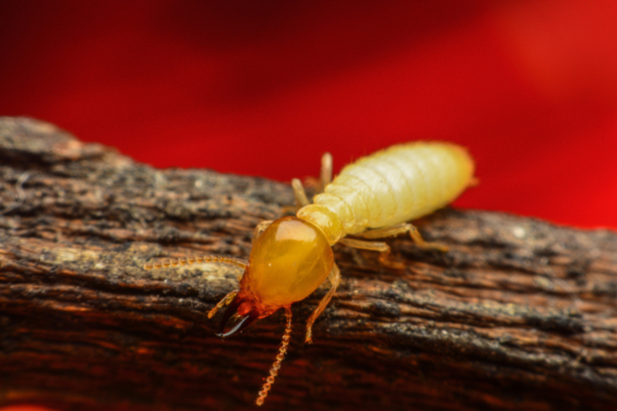 Termites Causes