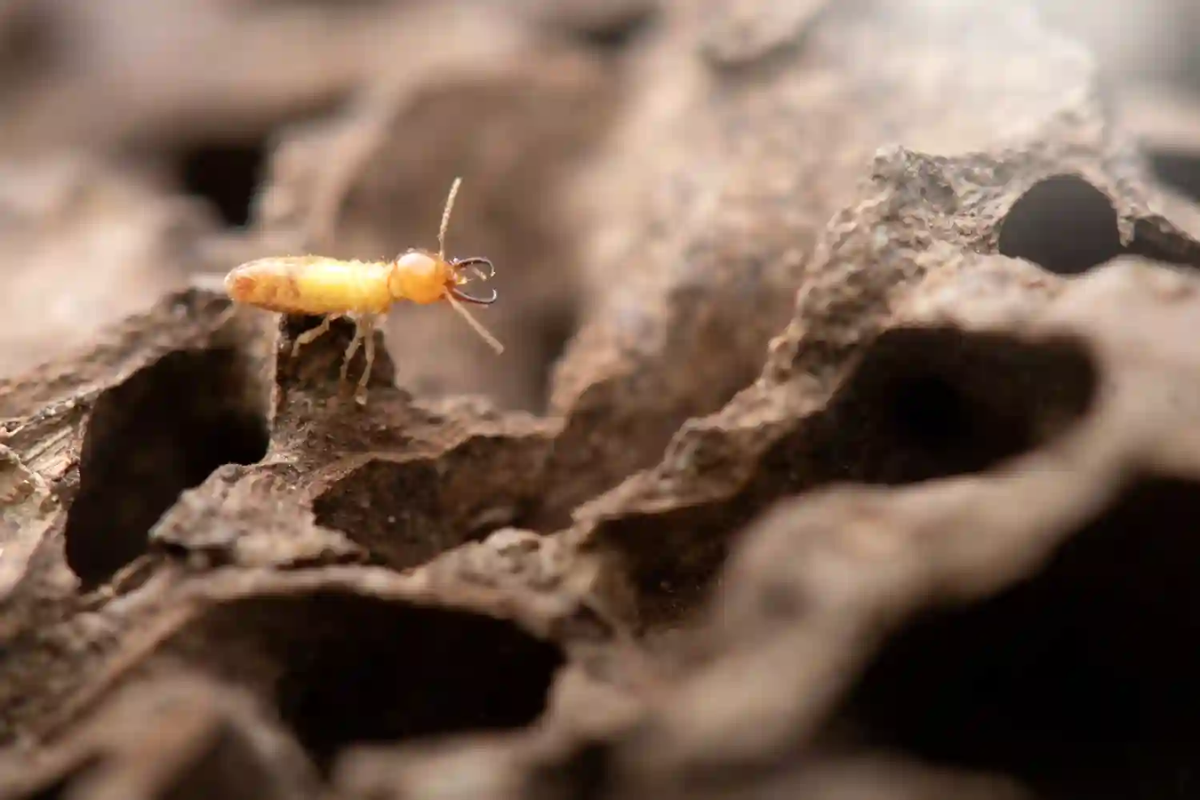 What Termites Causes and Symptoms That You Need to Know!